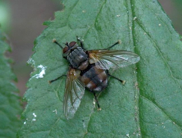 Tachina fera