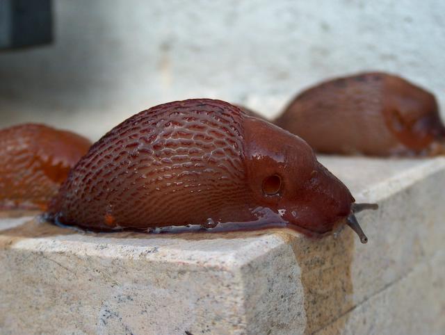 Limax cf. dacampi del Ticino