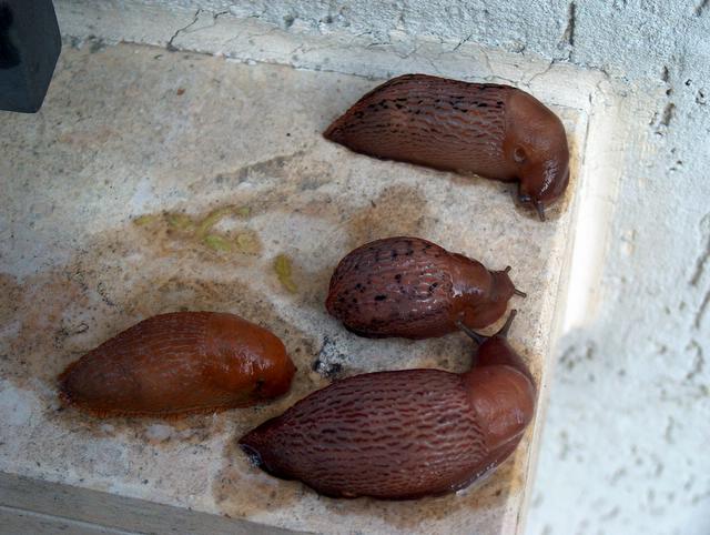 Limax cf. dacampi del Ticino