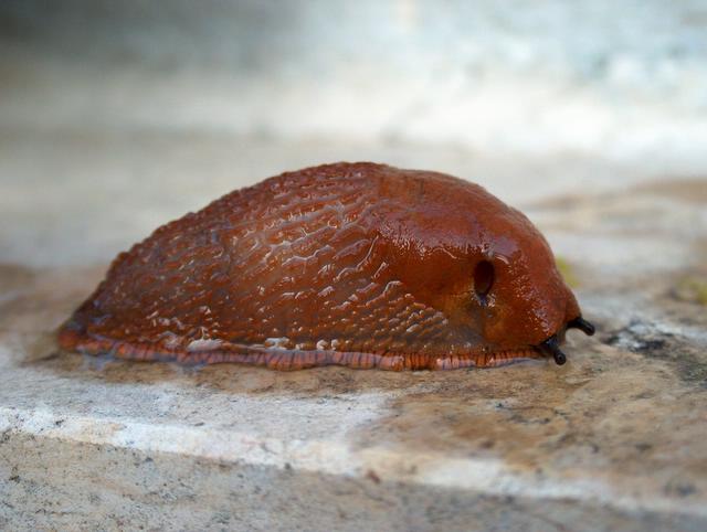 Limax cf. dacampi del Ticino