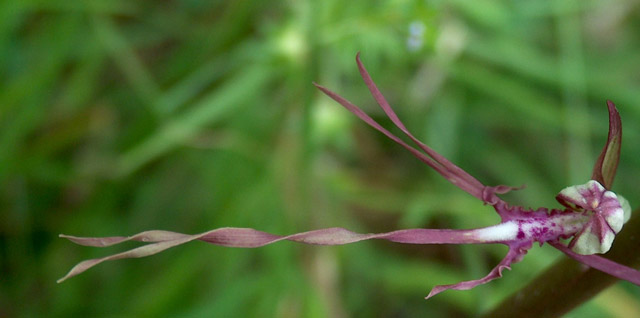 Himantoglossum adriaticum