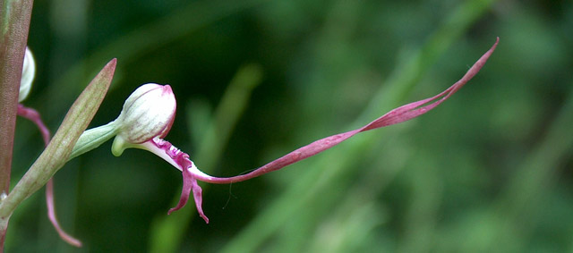 Himantoglossum adriaticum