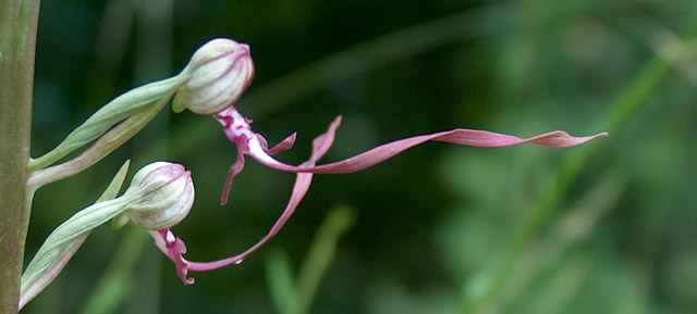 Himantoglossum adriaticum