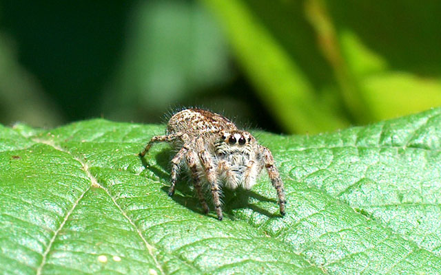 Femmina di Phylaeus chrysops