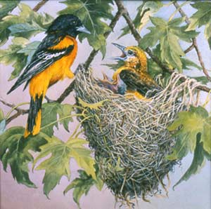 Rigogolo - Oriolus oriolus