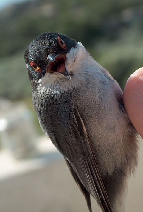 Occhiocotto - Sylvia melanocephala