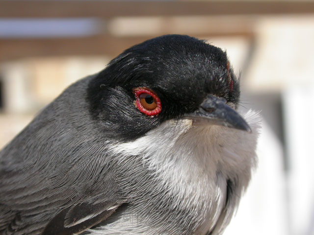 Occhiocotto - Sylvia melanocephala