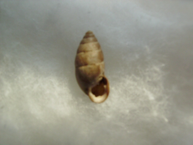 Chondrula (Chondrula) tridens (O.F. Mller, 1774)