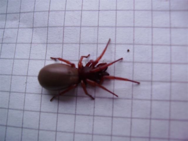 Dysdera sp.