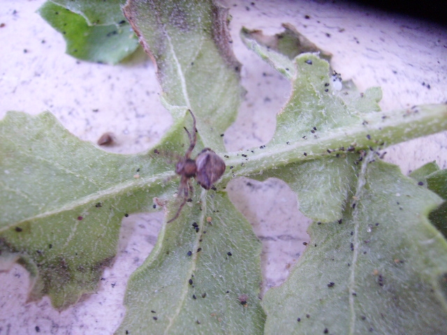 ragno dunale (Araneidae - Gibbaranea?)