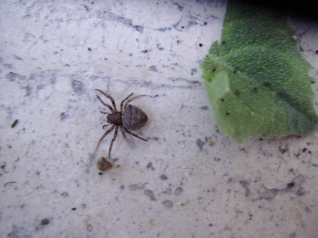 ragno dunale (Araneidae - Gibbaranea?)