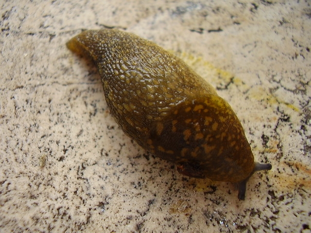 Limacide verdolino - Limacus flavus