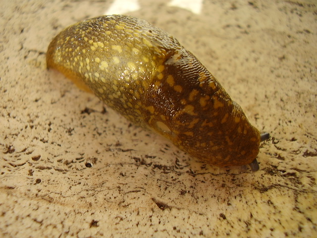 Limacide verdolino - Limacus flavus