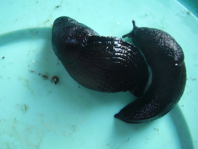 Milax nigricans da Campo di mare (RM)