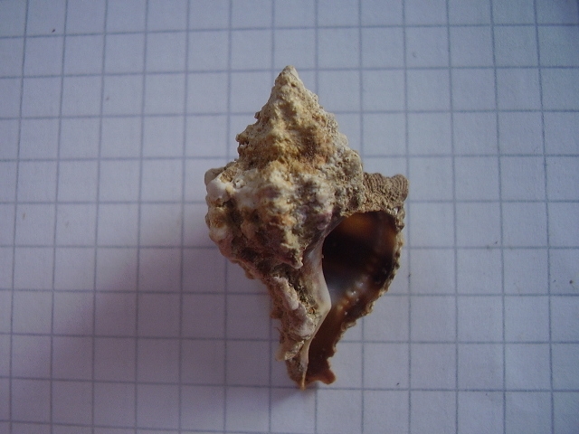 Hexaplex (Trunculariopsis) trunculus