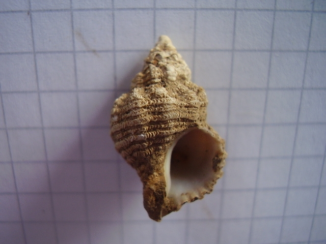 coralliophila??