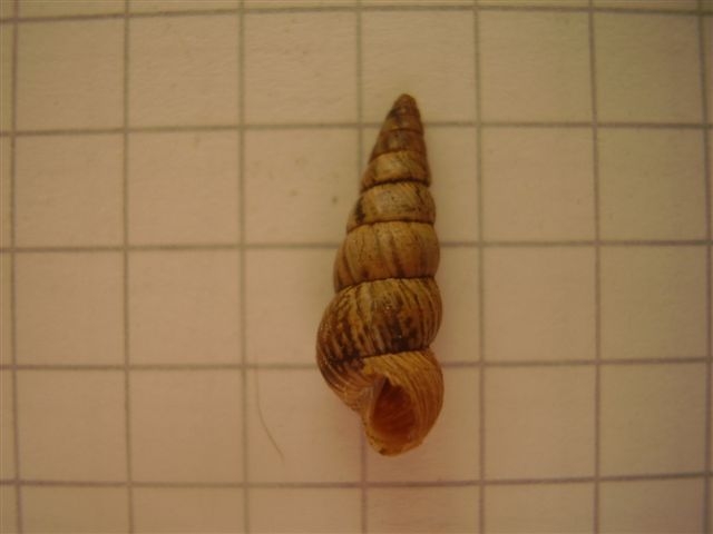 Cochlicella acuta