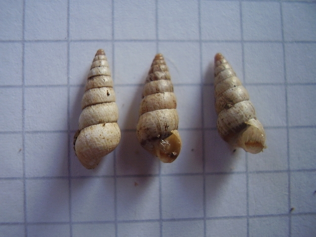 Cochlicella acuta