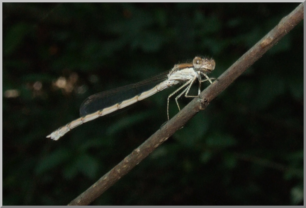 Sympecma fusca