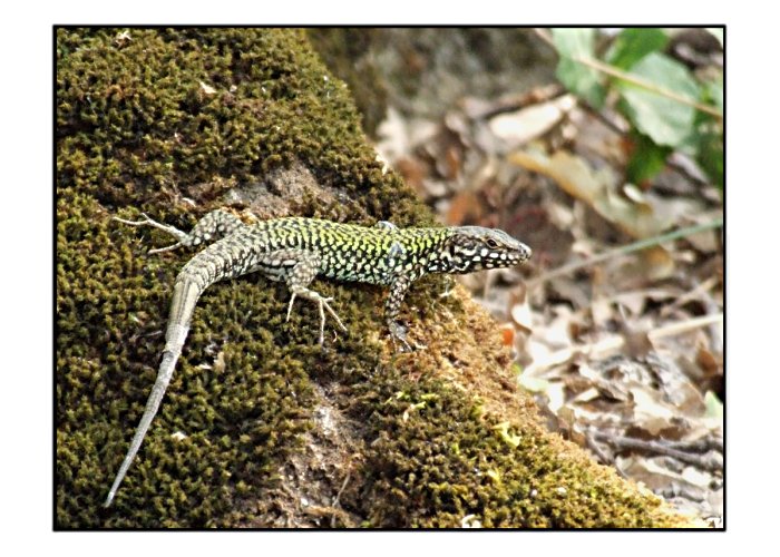 per me  solo una lucertola Podarcis muralis