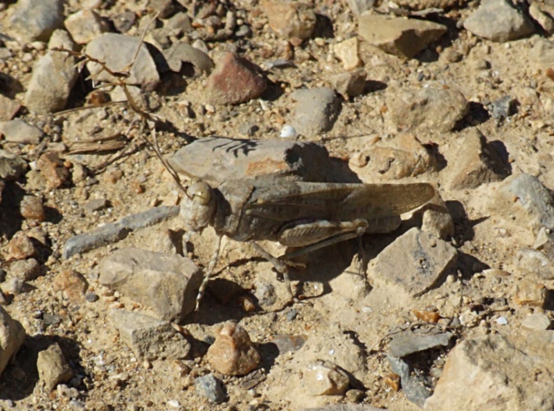 Una cavalletta ... Sphingonotus caerulans