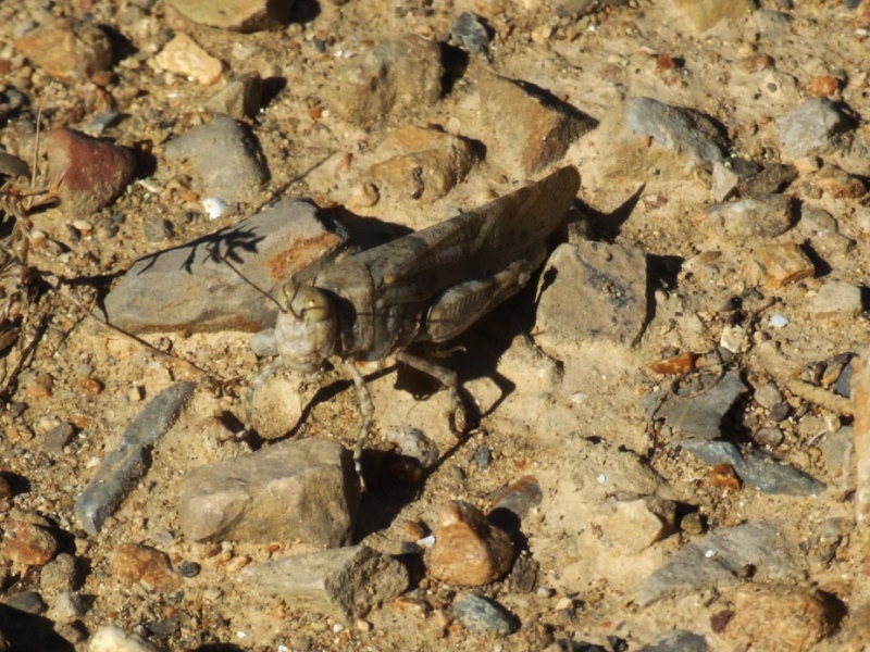 Una cavalletta ... Sphingonotus caerulans