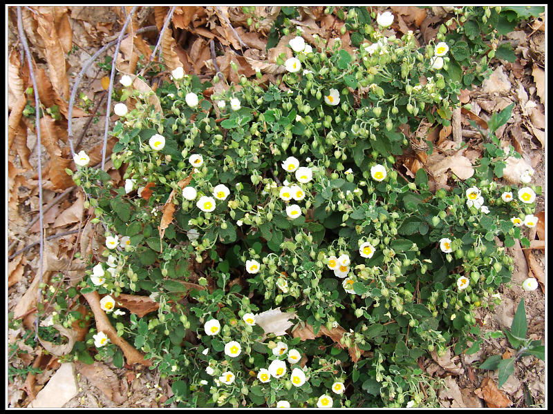 Fiori dal Monte Venda (Colli Euganei)
