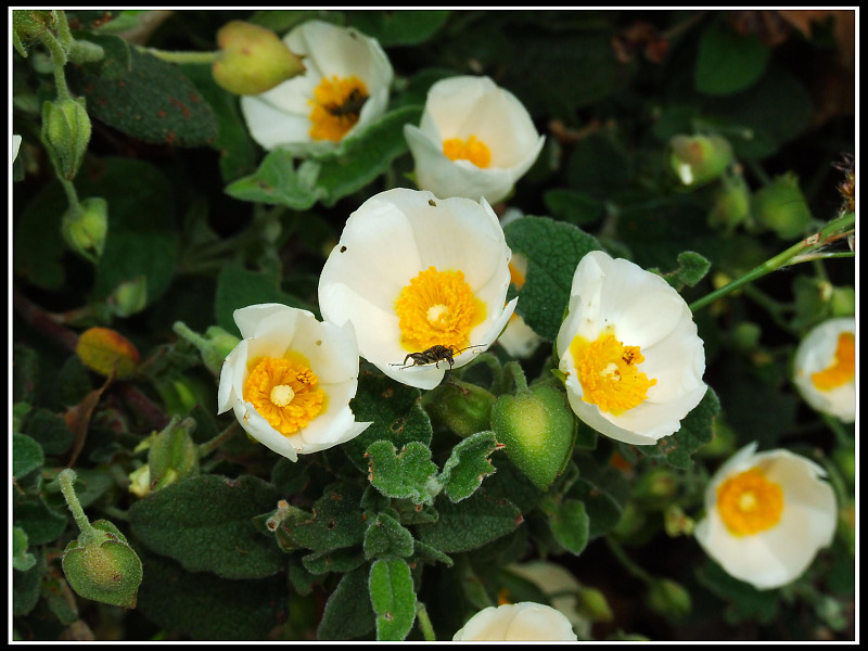 Fiori dal Monte Venda (Colli Euganei)