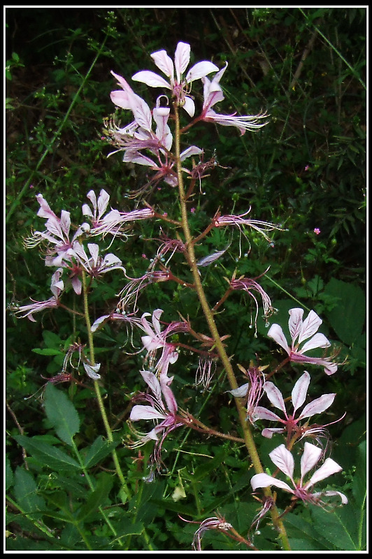 Fiori dal Monte Venda (Colli Euganei)
