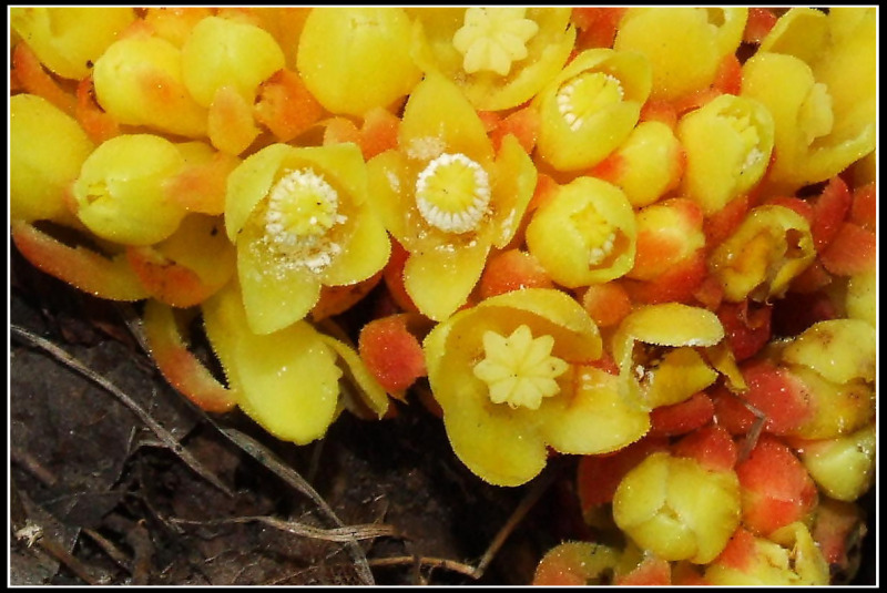 Fiori dal Monte Venda (Colli Euganei)