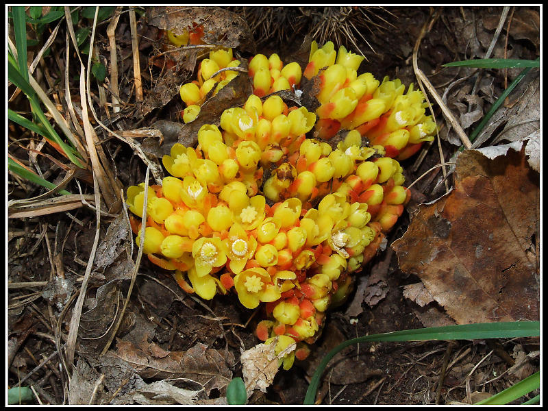 Fiori dal Monte Venda (Colli Euganei)