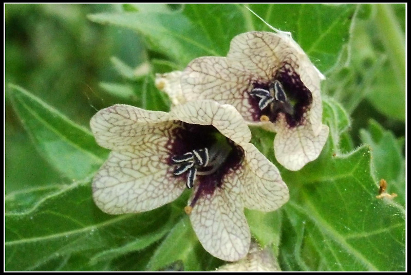 Fiori dal Monte Venda (Colli Euganei)