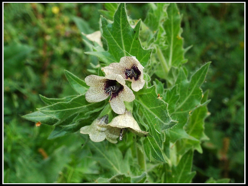 Fiori dal Monte Venda (Colli Euganei)
