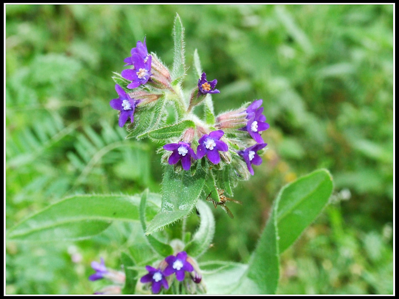 Fiori dal Monte Venda (Colli Euganei)