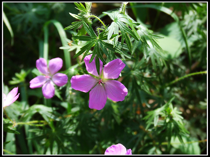 Fiori dal Monte Venda (Colli Euganei)