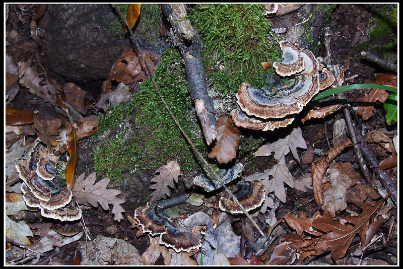 Trametes versicolor ? (Trametes versicolor)
