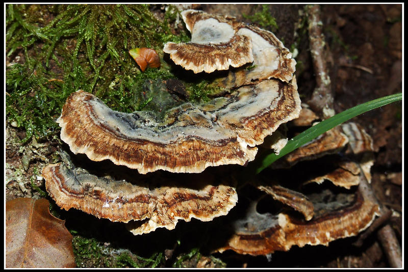 Trametes versicolor ? (Trametes versicolor)