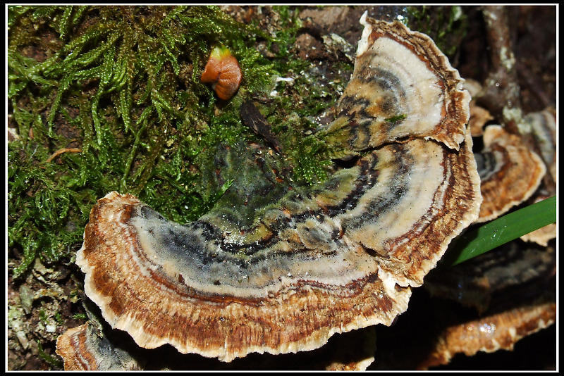 Trametes versicolor ? (Trametes versicolor)
