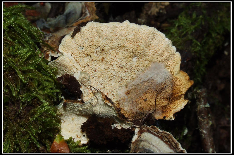 Trametes versicolor ? (Trametes versicolor)