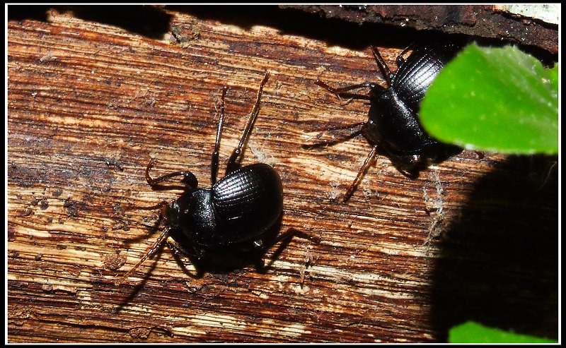 Insetti sotto la corteccia: Helops coeruleus