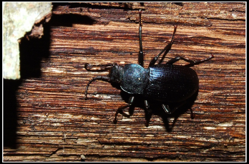 Insetti sotto la corteccia: Helops coeruleus