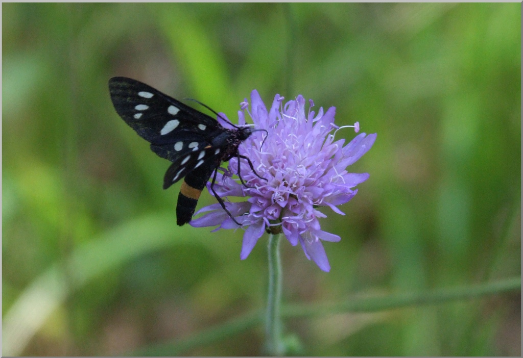 Amata phegea