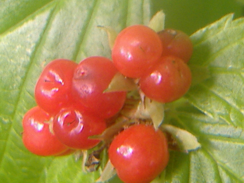 Rubus saxatilis