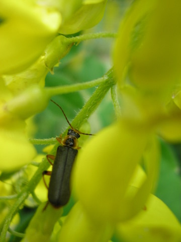 Cantharidae: Cantharis cfr. nigricans