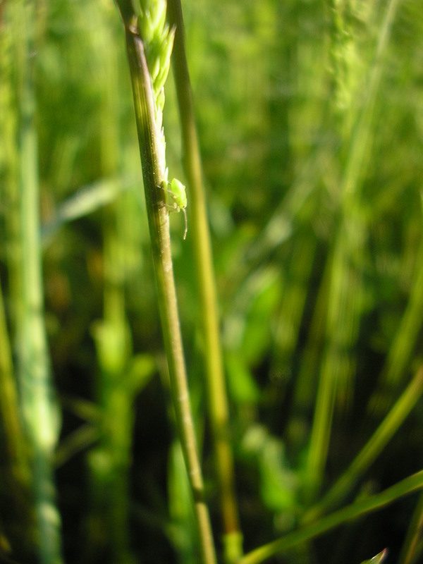 Metcalfa pruinosa neanide