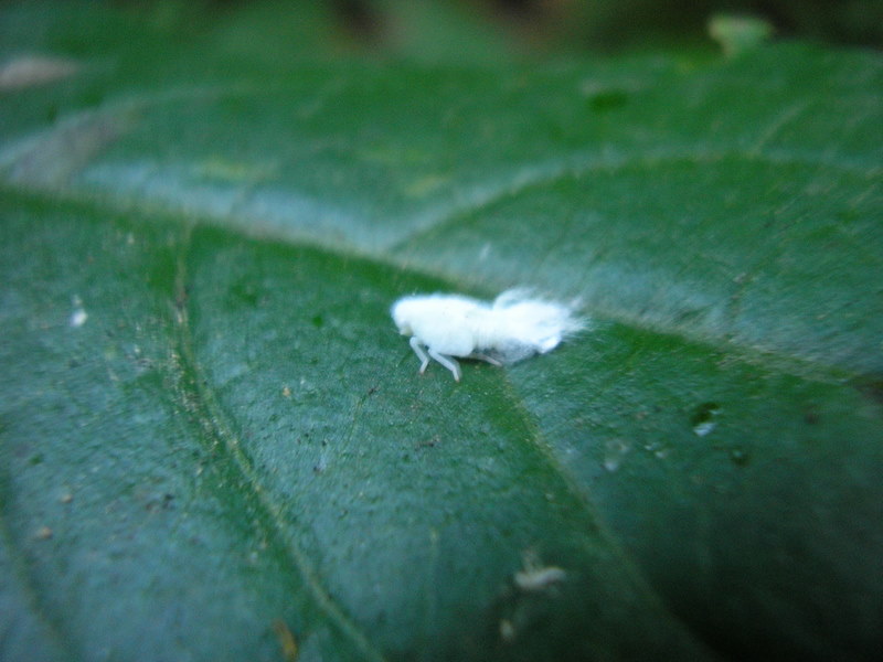 Metcalfa pruinosa neanide