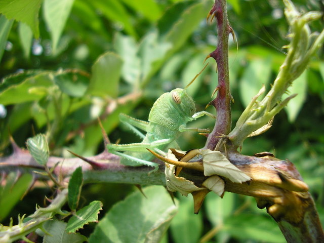 Anacridium aegyptium, giovane (Orthoptera, Acrididae)