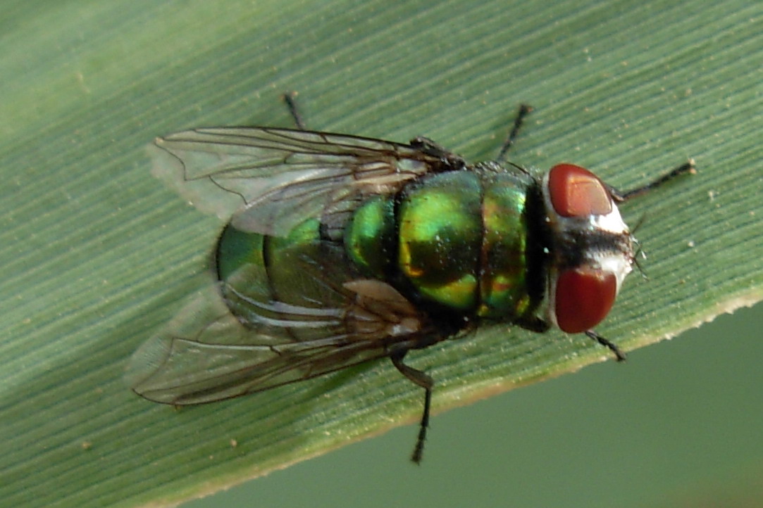 Mosca verde