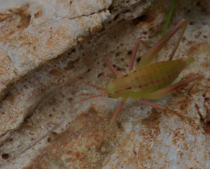 Ortottero verde rosa: Odontura arcuata (neanide)