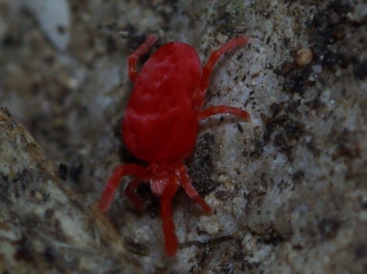 Acaro rosso: Trombididae